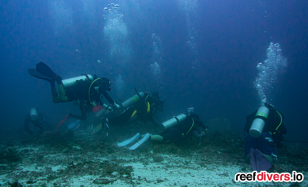 Thresher Shark Diving Malapascua