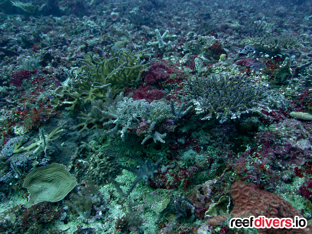 Coral in Malapascua