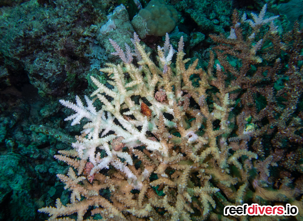 A butterfly fish stripping coral tissues off of a staghorn coral colony