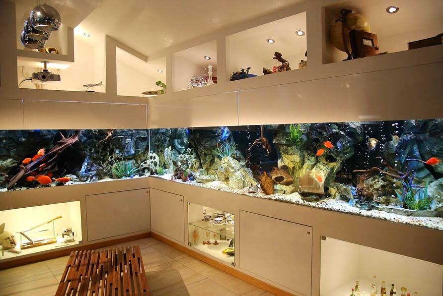 Amazing custom freshwater aquarium build with $94,000 pricetag - 39987071 471504763327895 8636379135683330048 N